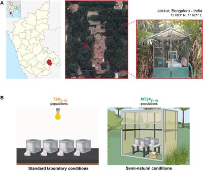 Drosophila Populations Reared Under Tropical Semi-natural Conditions Evolve Season-dependent Differences in Timing of Eclosion